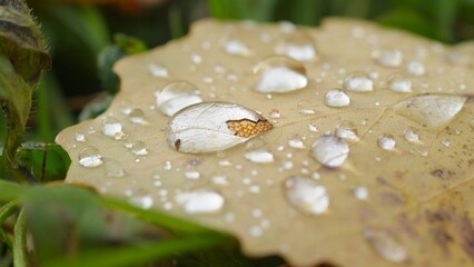 A drop of water on a tree sheet close-up