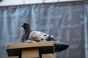 Portrait einer Taube, Columbidae. Tauben findet man überall auf der Welt.
