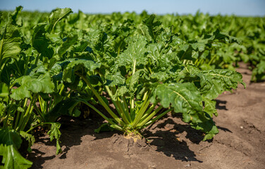Sugar beet. Ripe beets grow in the field on a Sunny day.