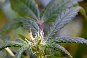 Cannabis Cherry Punch 07