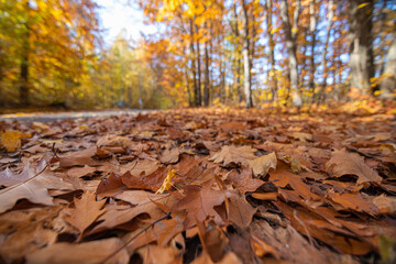 Stra&szlig;e mit buntem Herbstlaub 
