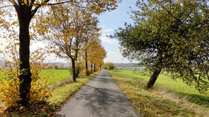 Autumn leaves in the country side  on a sunny day with blue sky during Fall season near Fulda, Germany.