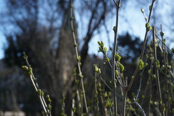 Fototapeta premium Frühling