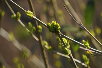 Frühling