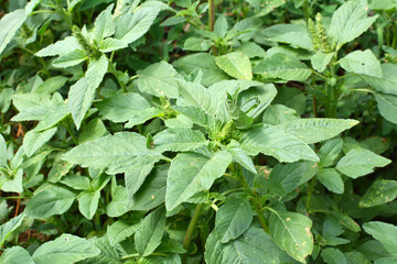 In nature, weeds grow Amaranthus retroflexus