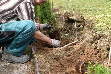 Inserting and planting trees in holes in the soil in the garden - 388333242