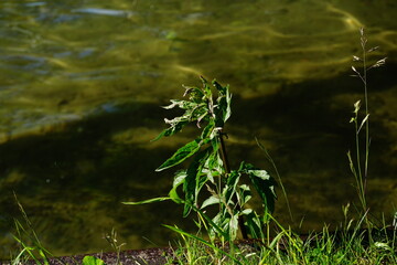 Am See