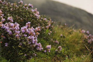 strobilanthes kunthiana flower which blooms once in 12 years
