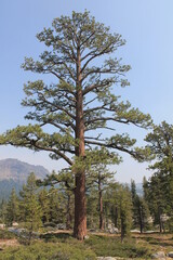 pine tree in the forest