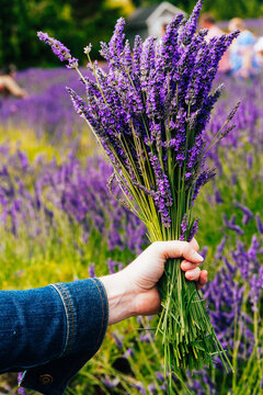 Picking fresh lavender in Sequim, Washington USA