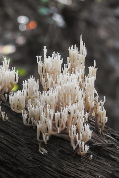 Fungo Artomyces pyxidatus o Ramaria su legno in primo piano