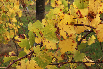 Vigneti in autunno in collina