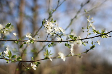 Frühling