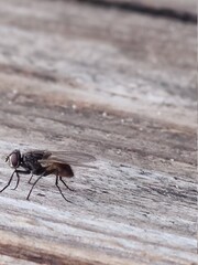 fly on wood