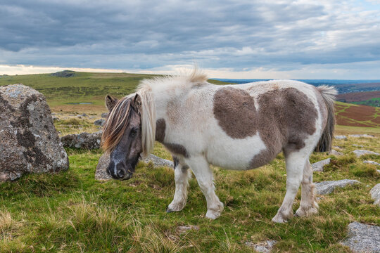 Dartmoor pony