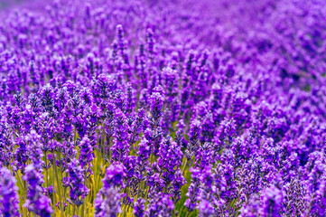 Picking fresh lavender in Sequim, Washington USA