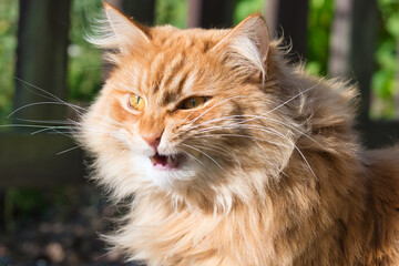 Naklejka na ściany i meble Angry grumpy red tabby cat close up evil face portrait