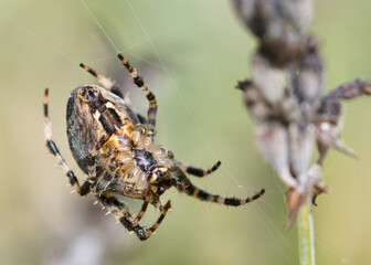 Crowned orb weaver spider macro texture, underside view, insect in the web waiting for a prey, detailed, textured with blurred pale green background