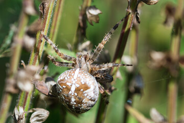 Crowned orb weaver , garden cross spider macro texture, top view, insect in the web waiting for a prey, detailed, textured with blurred pale green background