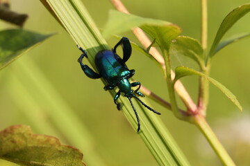 cobalt milkweed beetle on a leaf