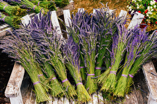 Picking fresh lavender in Sequim, Washington USA
