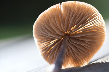Abstract macro background with a light brown lamella, sun light shines through mushroom gill under the cap of a poisonous forest fungi, 