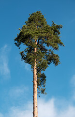 pine on blue sky