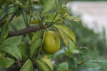 Close up of green lemon fruit on a tree branch in early autumn. The fruit is not yet ripe