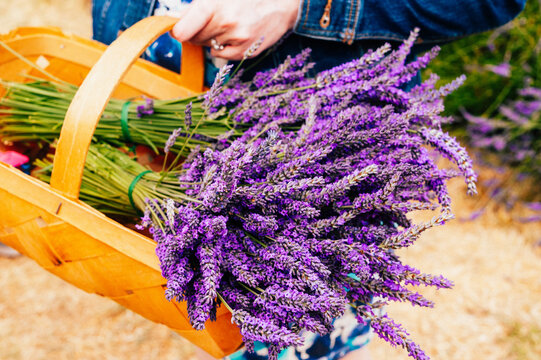 Picking fresh lavender in Sequim, Washington USA