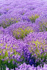 Picking fresh lavender in Sequim, Washington USA