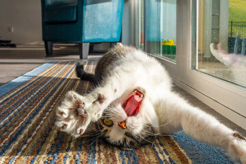 A gray and white tabby cat yawns and relaxes in the sun in front of a window.