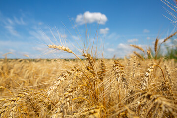 a field of ripe Golden wheat on a Sunny day. Clouds in the sky,