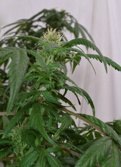 Cannabis Pistils 15