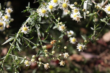 Flowers  and bees and autumn stock