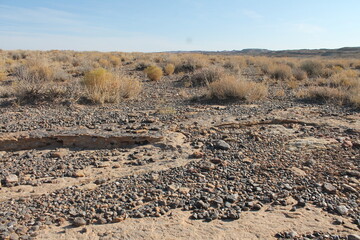 desert lanscape