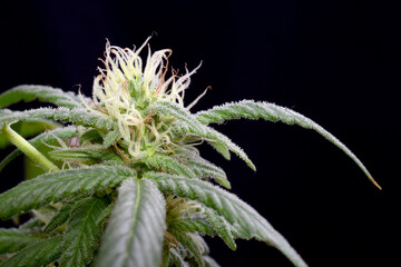 Cannabis Pistils 23