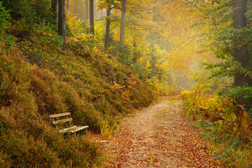 Autumn walk through the black forest