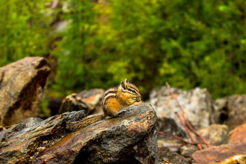 Chipmunk, Kettle Valley Railway Trustle, Kelowna, BC