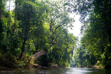 view on river in the jungle of lata berkoh