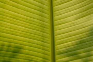 The surface of the banana leaf