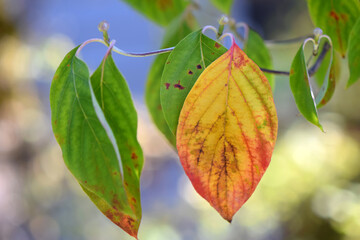 Autumn Dogwood Leaf 04