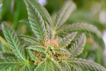 Brown Pistil Cannabis 02