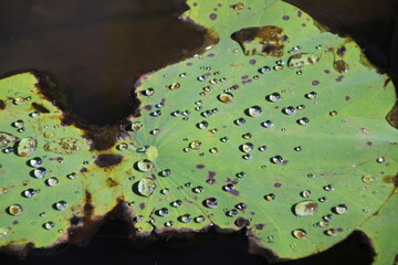 Lotusblatt im Wasser