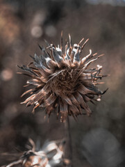 thorns on a branch