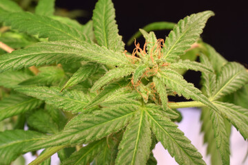Brown Pistil Cannabis 06