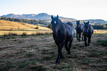 Fototapeta premium Auvergne 