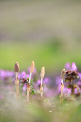 ツクシとホトケノザ