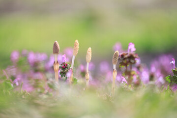 ツクシとホトケノザ