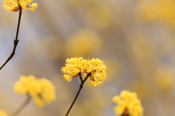 サンシュウの花
