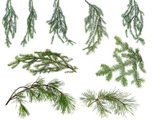 Many different branches of various coniferous trees on white background